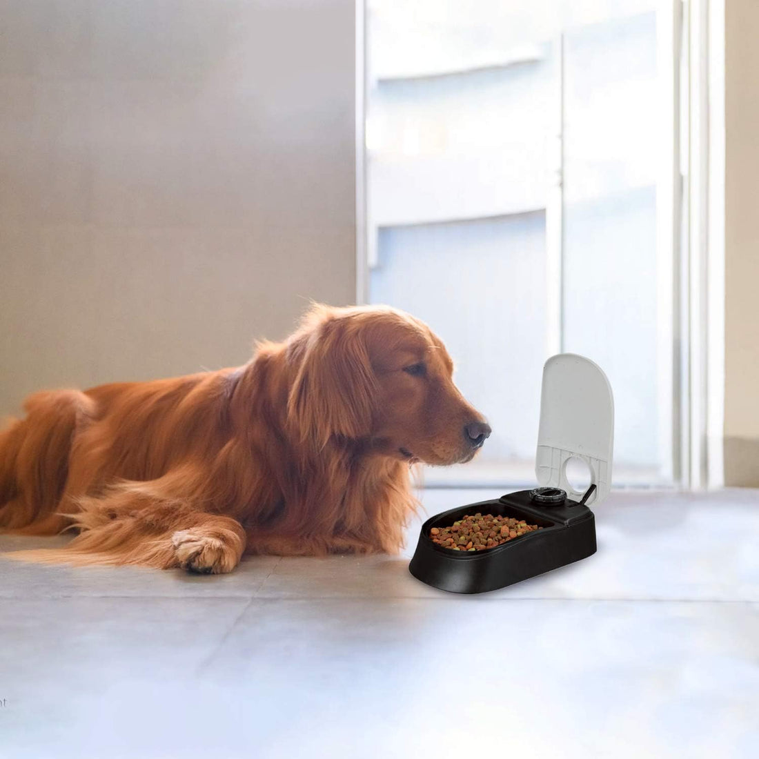 1.5 Cup Automatic Feeder for Dogs & Cats – 48-Hour Timer