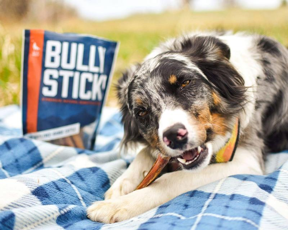 6-Inch Angus Bully Sticks for Dogs – Odor-Free, Long-Lasting Natural Chews (8 oz Pack)