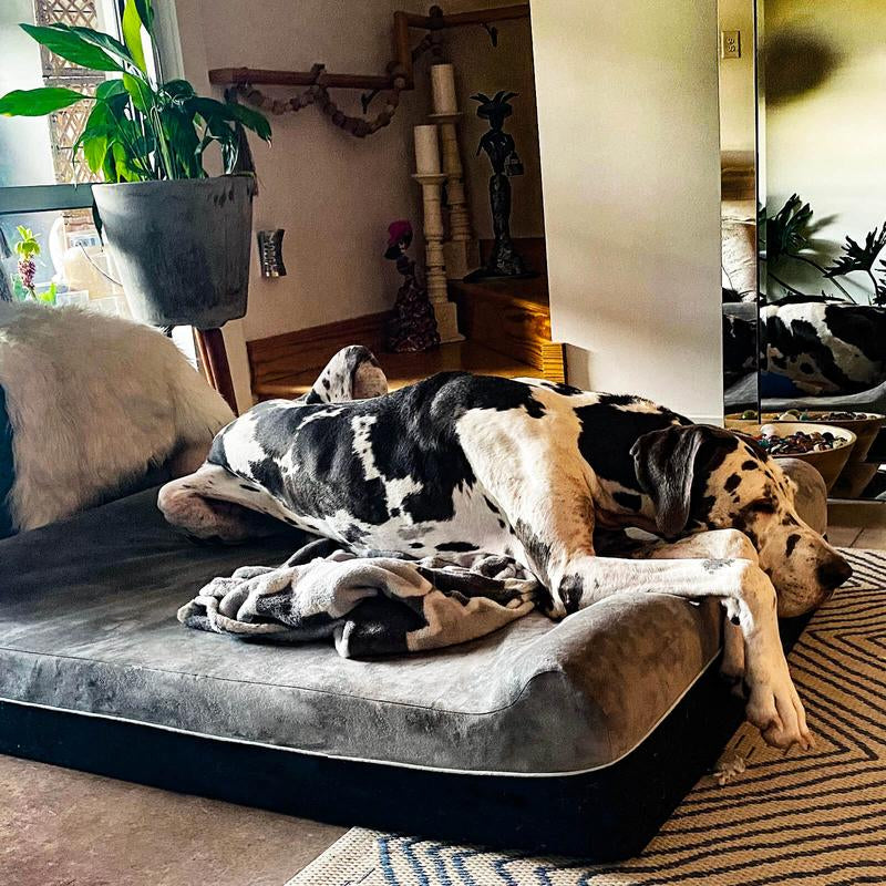 Laifug Orthopedic Memory Foam Extra Large Dog Bed with Double Pillow (50"X36"X10") Durable Water Proof Liner & Removable Washable Cover & Smart Design